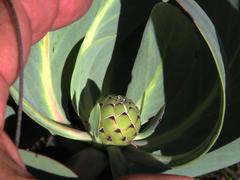 Protea recondita