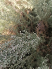 Artemisia abrotanum