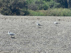 Chroicocephalus ridibundus