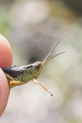 Megaulacobothrus aethalinus