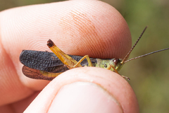 Megaulacobothrus aethalinus