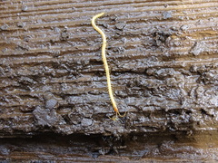 Geophilus flavus