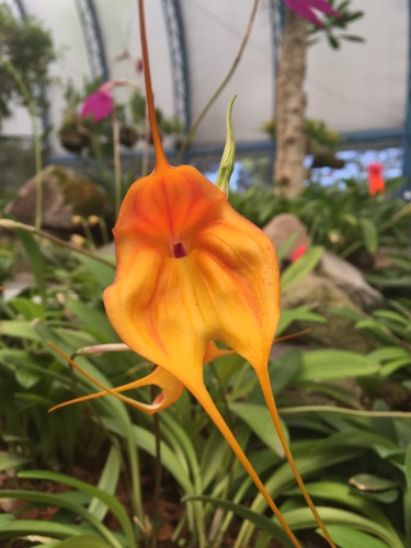 Masdevallia niesseniae