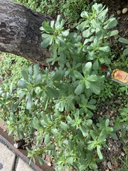 Portulaca oleracea