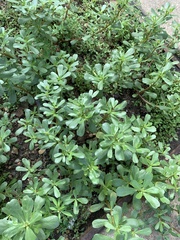 Portulaca oleracea
