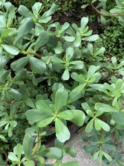 Portulaca oleracea
