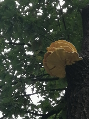 Laetiporus sulphureus
