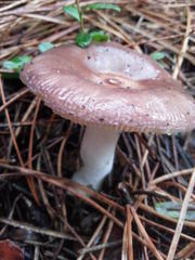 Russula capensis