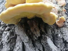Laetiporus sulphureus