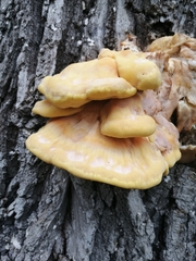 Laetiporus sulphureus