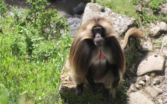 Theropithecus gelada obscurus