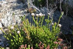 Leucadendron sorocephalodes