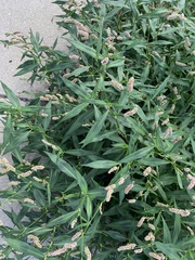 Persicaria maculosa
