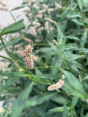 Persicaria maculosa