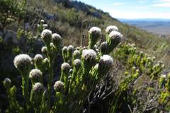 Leucadendron sorocephalodes