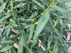 Persicaria maculosa
