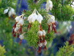 Erica intermedia albiflora
