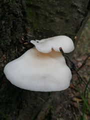 Pleurotus