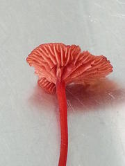 Cruentomycena viscidocruenta
