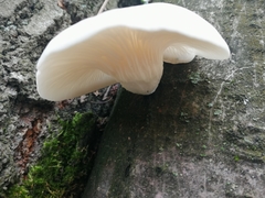 Pleurotus
