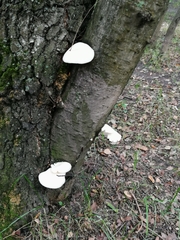 Pleurotus