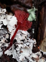 Cruentomycena viscidocruenta
