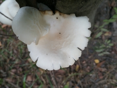 Pleurotus
