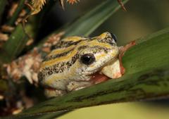 Hyperolius marmoratus taeniatus