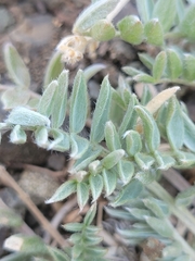 Astragalus cottonii