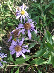 Aster amellus bessarabicus