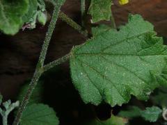 Hermannia floribunda