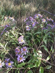 Aster amellus bessarabicus