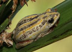 Hyperolius marmoratus taeniatus