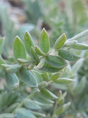 Astragalus cottonii