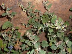 Hermannia floribunda