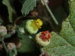 Hermannia floribunda