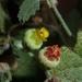 Hermannia floribunda - Photo (c) Andrew Hankey, some rights reserved (CC BY-SA), uploaded by Andrew Hankey