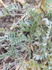 Astragalus cottonii