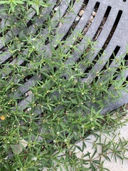 Mollugo verticillata