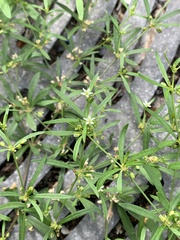 Mollugo verticillata