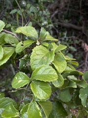 Cyphostemma flaviflorum
