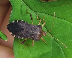 Anasa scorbutica