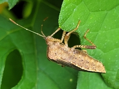 Anasa scorbutica