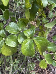 Cyphostemma flaviflorum