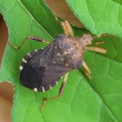 Anasa scorbutica