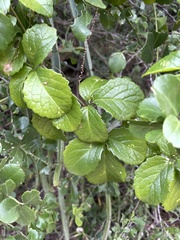 Cyphostemma flaviflorum