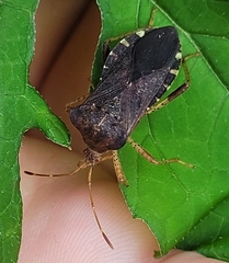 Anasa scorbutica