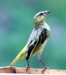 Southern Masked Weaver photo 6