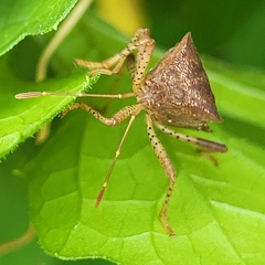 Anasa scorbutica