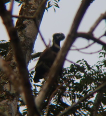 Cephalopterus ornatus